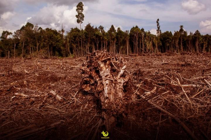 Examining the Impact of Habitat Loss on Biodiversity