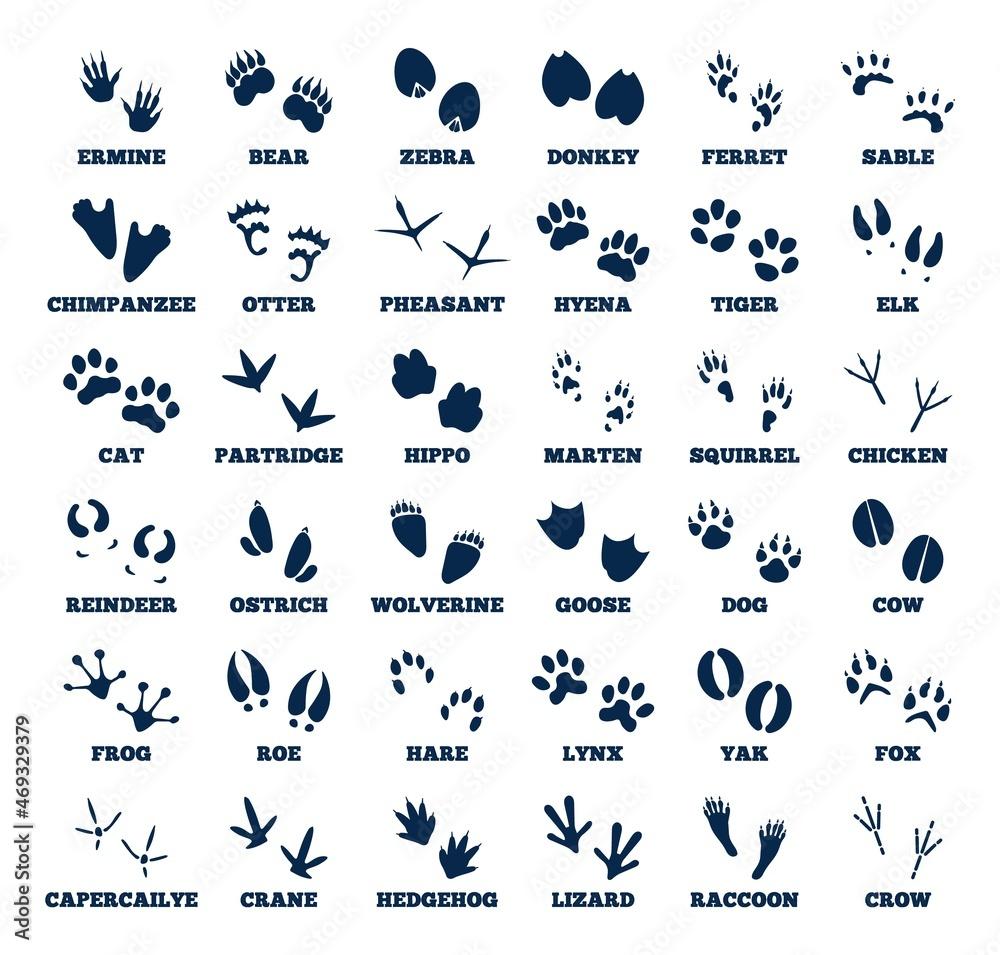 Identifying Common Animal Tracks: Tips and Techniques