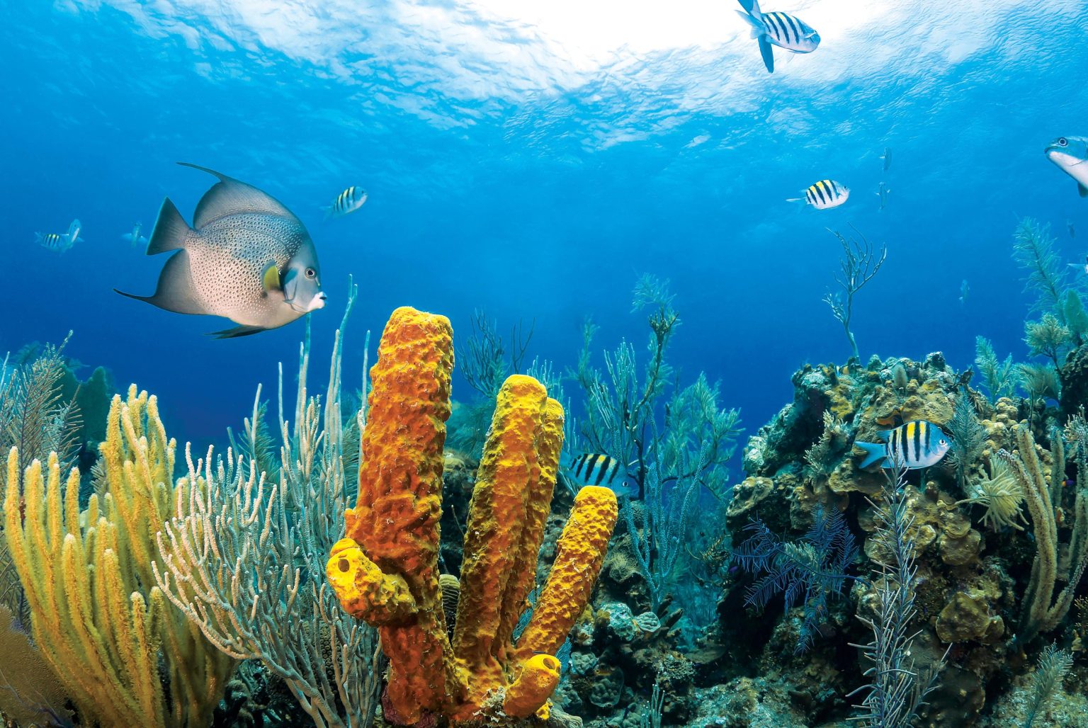 Safeguarding Marine Life: Strategies Against Pollution Threats Safeguarding Marine Life: Strategies Against Pollution Threats