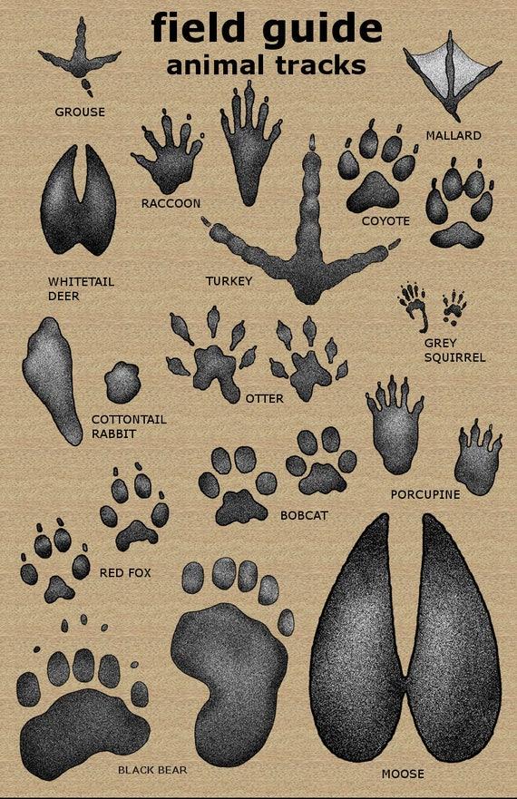 Understanding the Basics of Animal Tracks and Their Significance