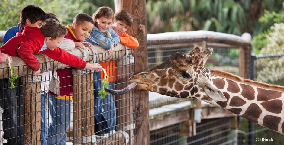 Understanding the Role of Zoos in Global Conservation Initiatives