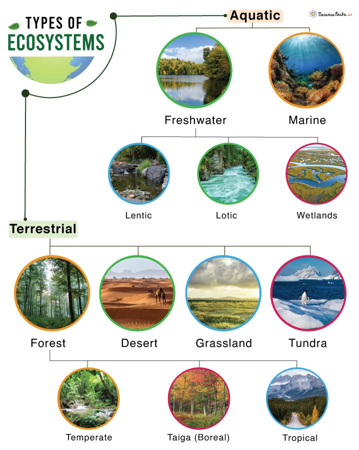 Natures Canvas: Understanding the Subtle Shifts in Ecosystems