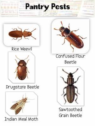 Understanding Common Kitchen Pests and Their‍ Habitats