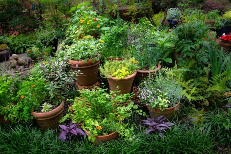 Selecting the Ideal Location for Your Herb Garden