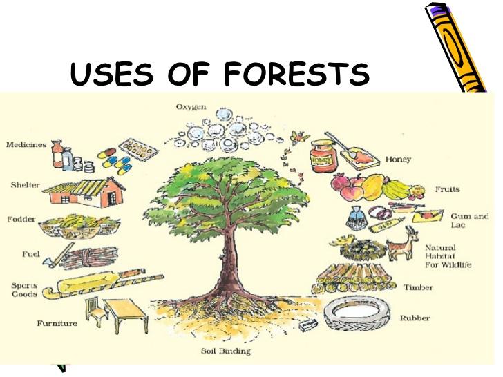 Understanding the Ecological Significance of National Parks