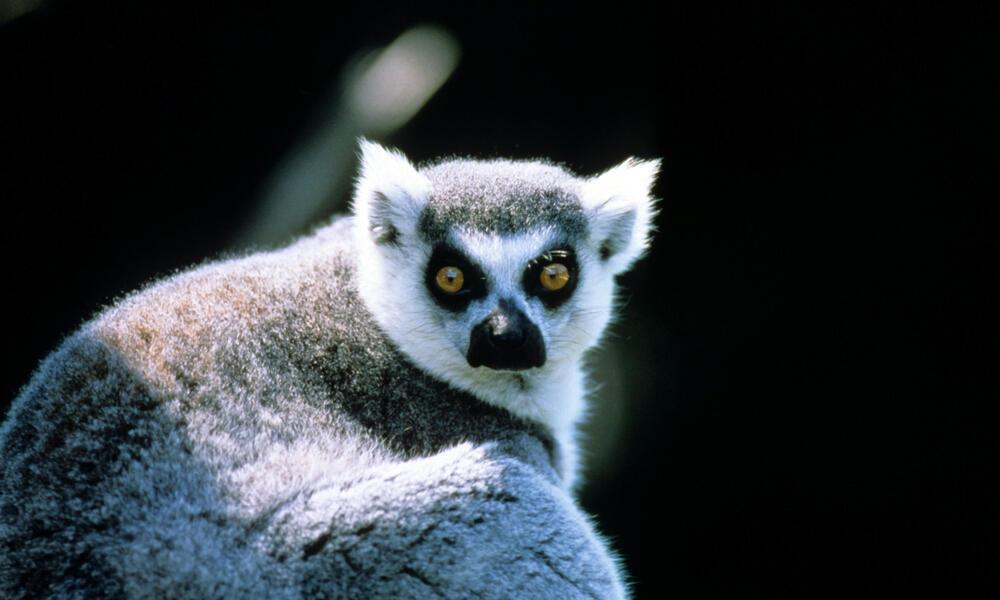 The Fascinating Fauna of Madagascar and Its Endemic Species