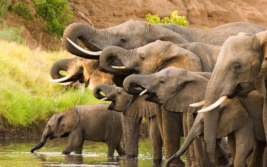 The Role of Family Structures in Elephant Herds