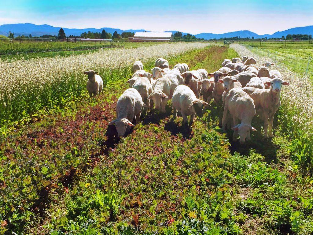 Enhancing Soil Health through Livestock Integration