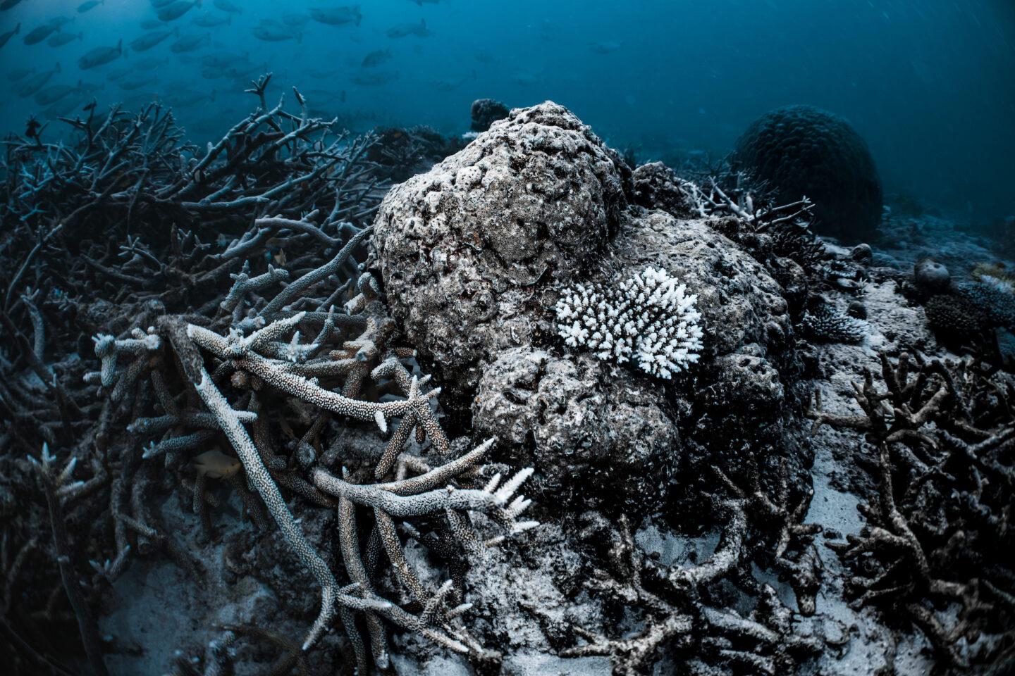 Understanding Coral Bleaching and Its Causes