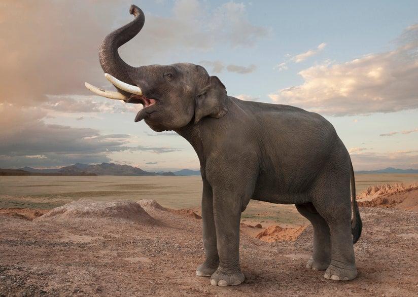 Understanding Elephant Communication and Social Bonds