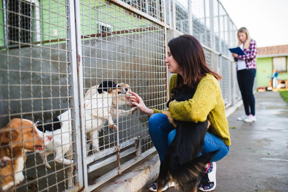 Heartwarming Journeys of Hope: The Stories Behind Animal Rescues