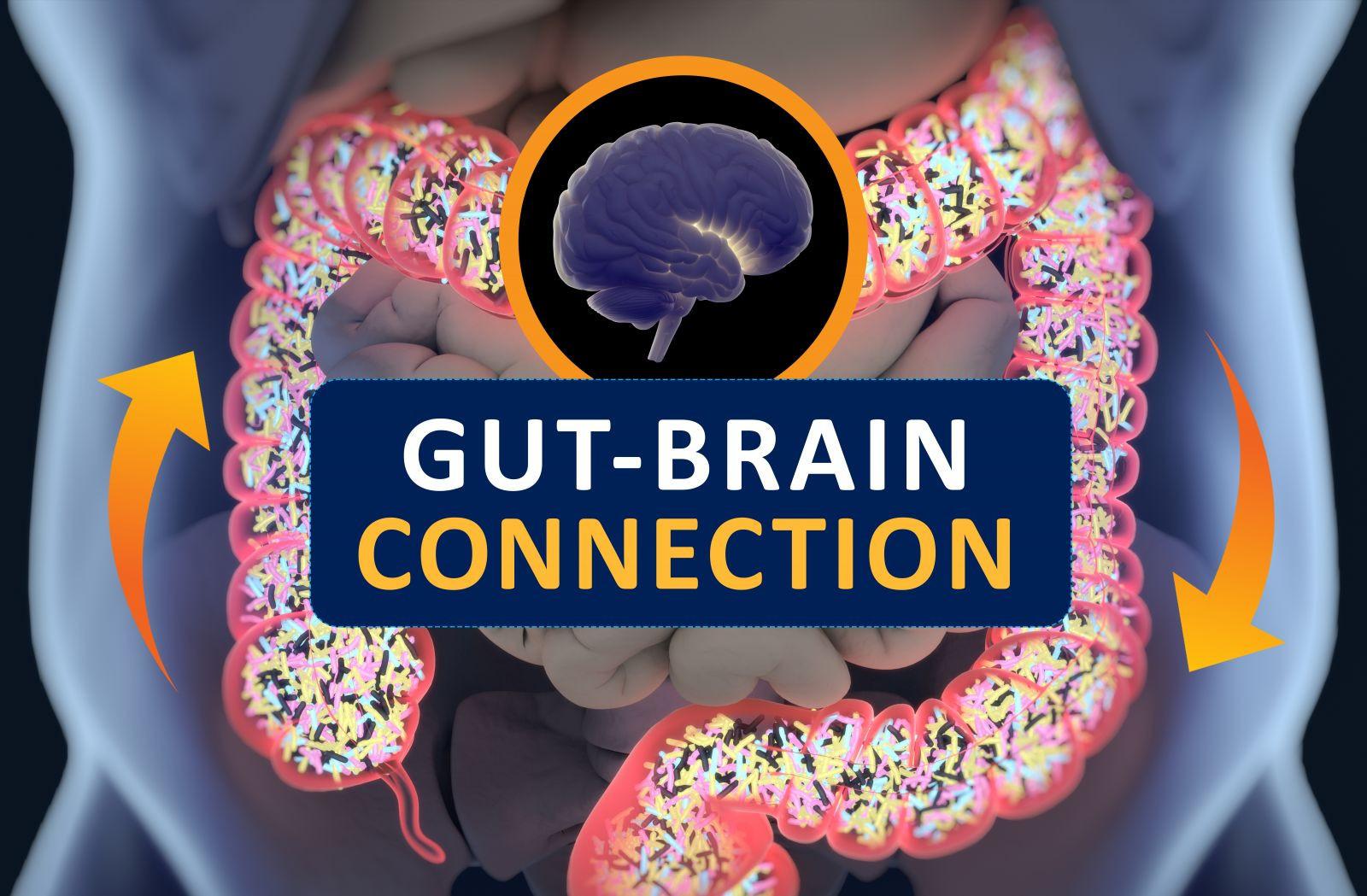 Exploring the Gut-Brain Connection and Its Impact on Mental Wellbeing