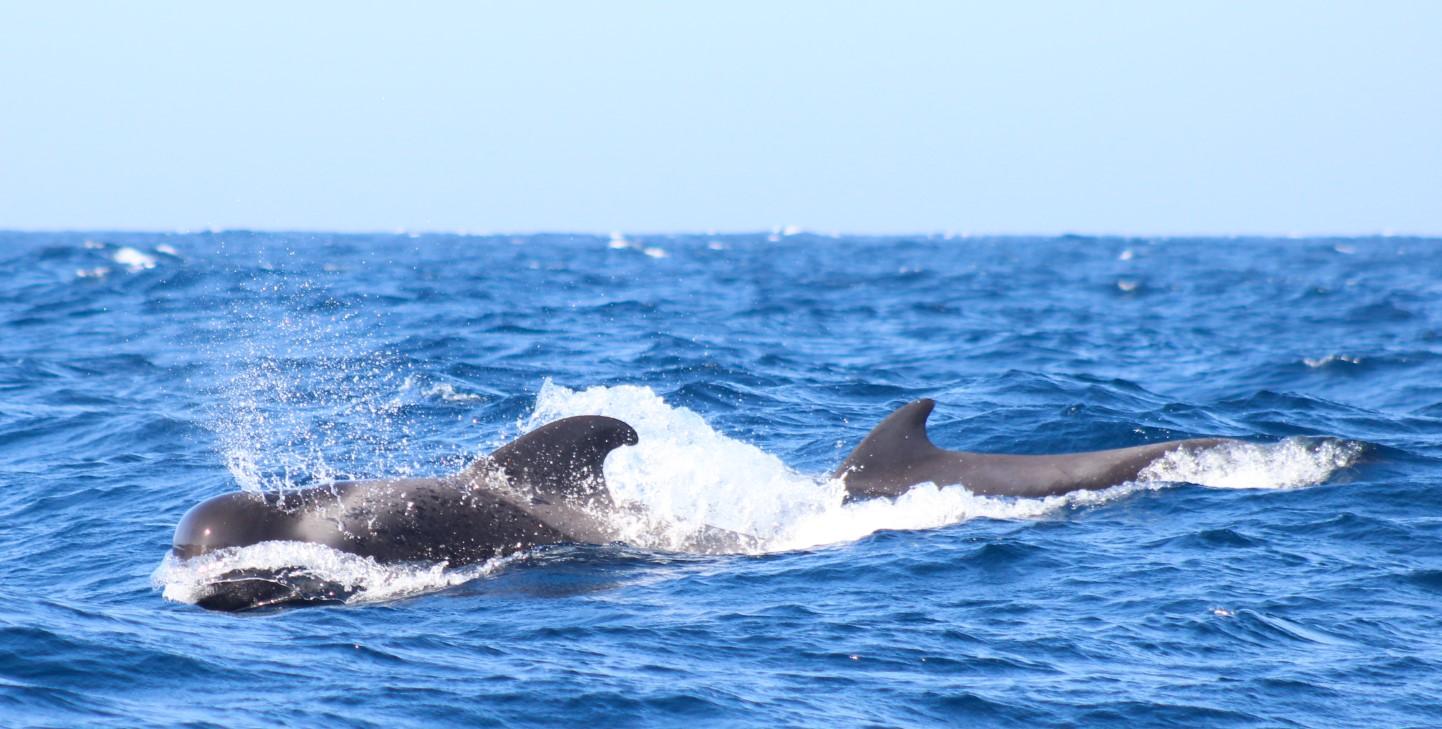 Understanding Cetacean Communication and Social Structures