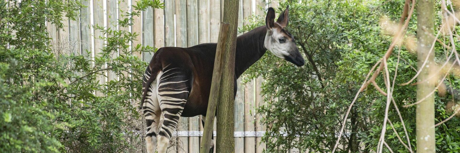 Exploring How Zoos Contribute to Global Animal Conservation Exploring How Zoos Contribute to Global Animal Conservation