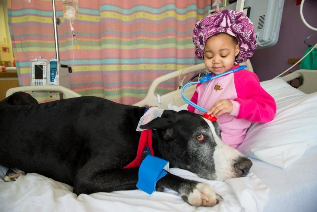 Unlocking Comfort: The Healing Power of Therapy Animals Unlocking Comfort: The Healing Power of Therapy Animals