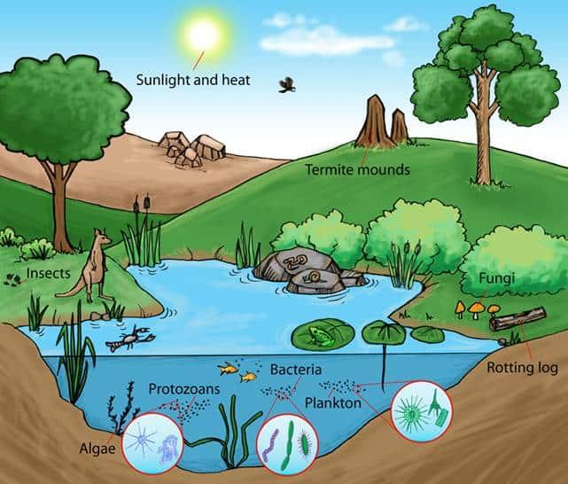 The Interconnected Web of Life: Understanding Ecosystems in a Changing Climate