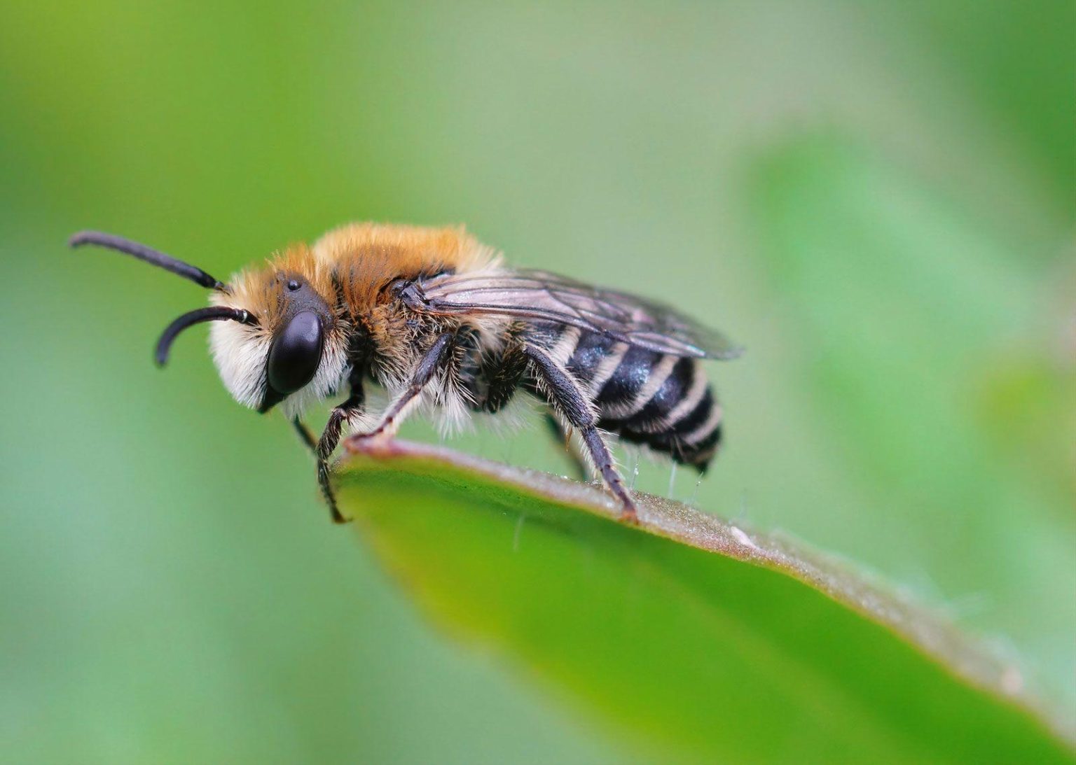 The Essential Role of Bees in Our Pollination Ecosystem The Essential Role of Bees in Our Pollination Ecosystem