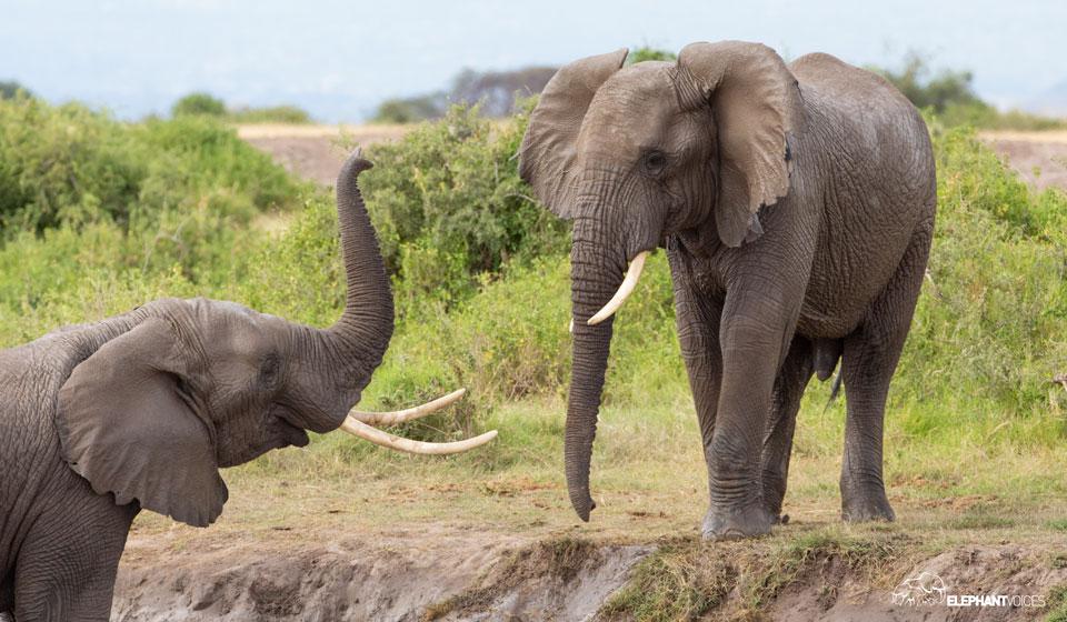 The Role of Communication in Elephant Relationships