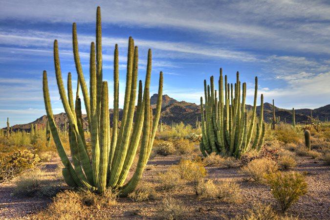 Desert Survivors: Adaptations of Unique Plants in Arid Landscapes