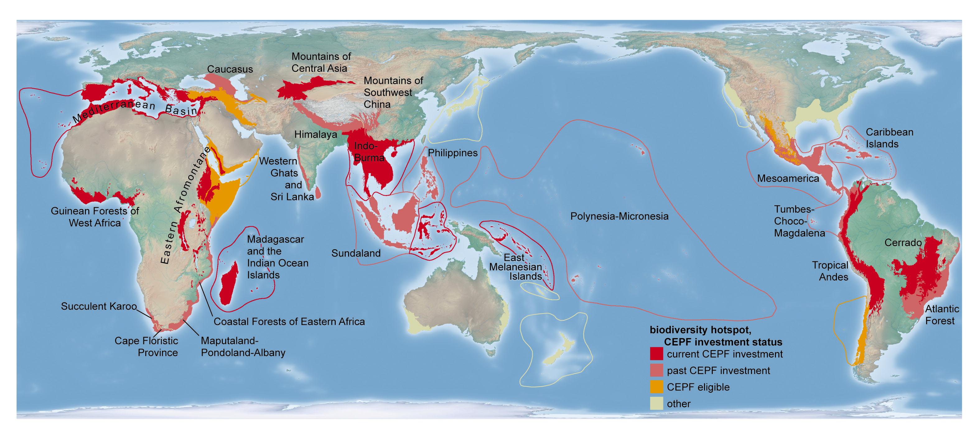 Biodiversity Hotspot: The Ecological Importance of the Amazons Flora and Fauna