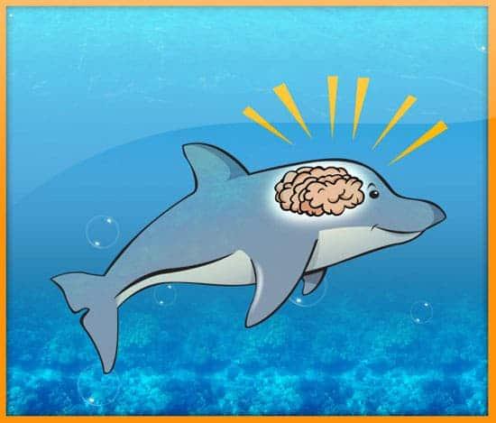 Unraveling the Cognitive Abilities of Dolphins and Whales