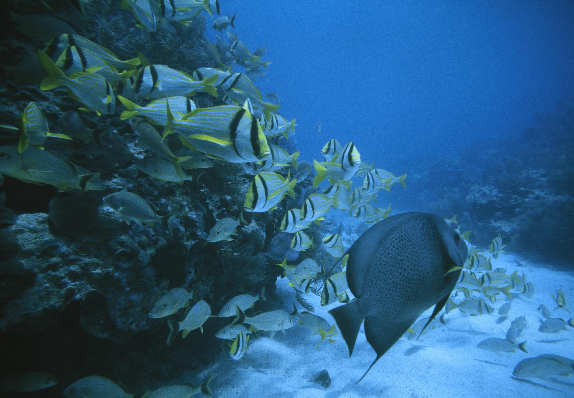 Navigating the Intricate Ecosystems Beneath the Waves