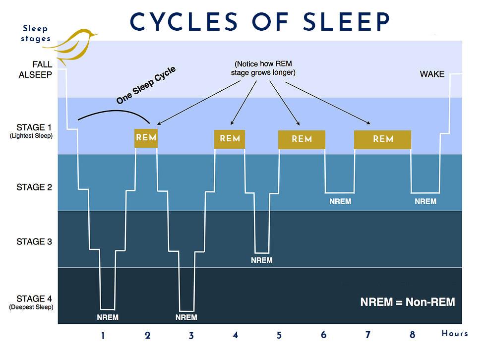 Understanding Sleep Cycles and Their Impact on Rest Quality