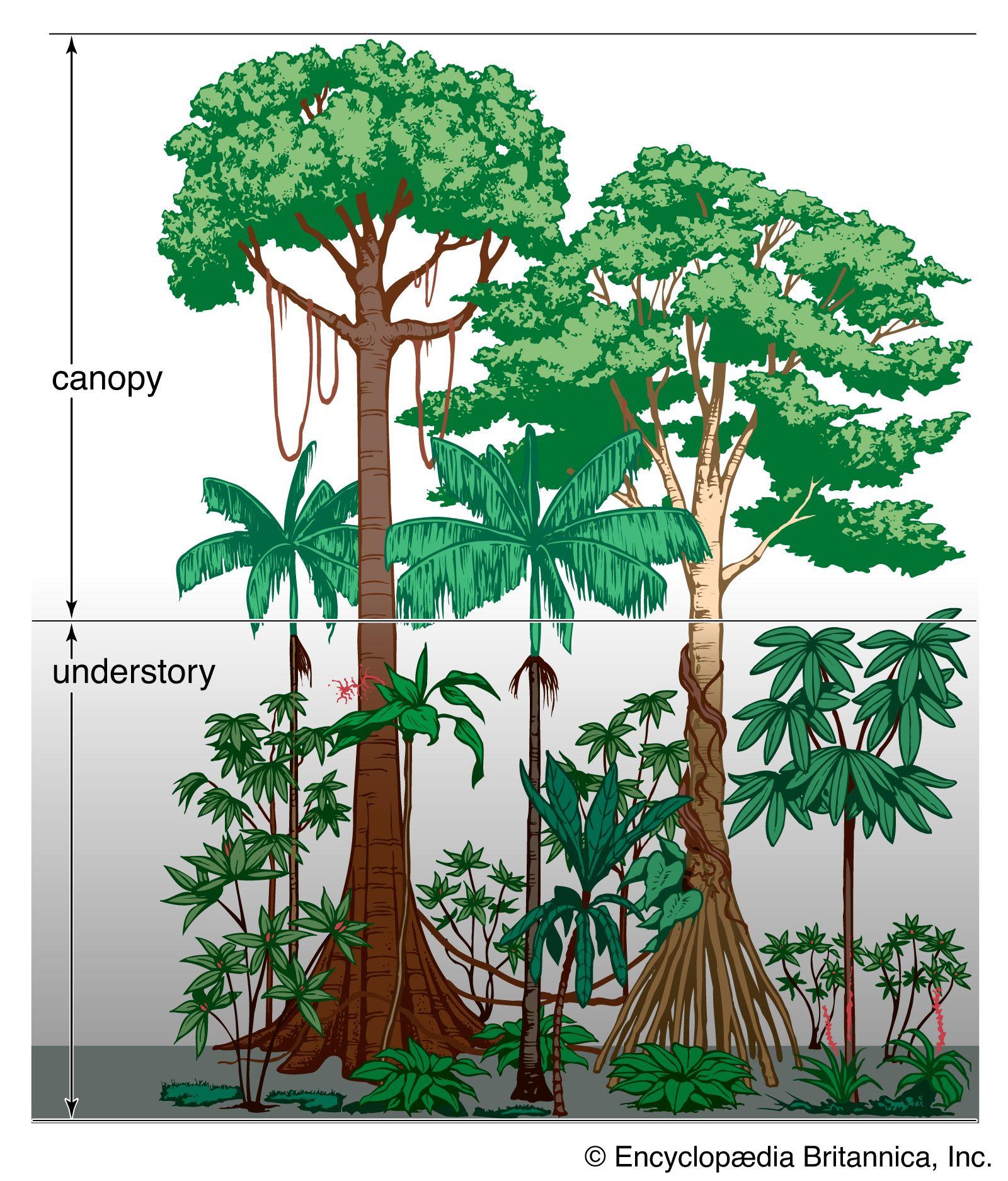 Intriguing Flora of the Rainforest: A Journey into Biodiversity