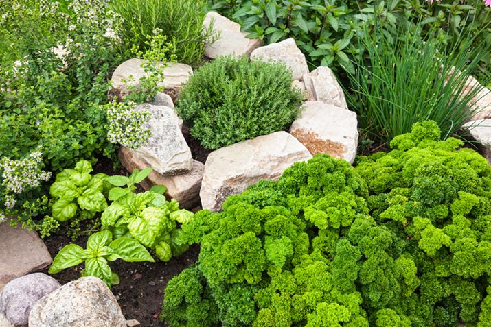 Essential Supplies and Tools for Successful Herb Gardening