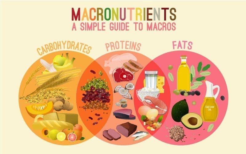 Understanding Macronutrients: The Foundation of a Balanced Diet