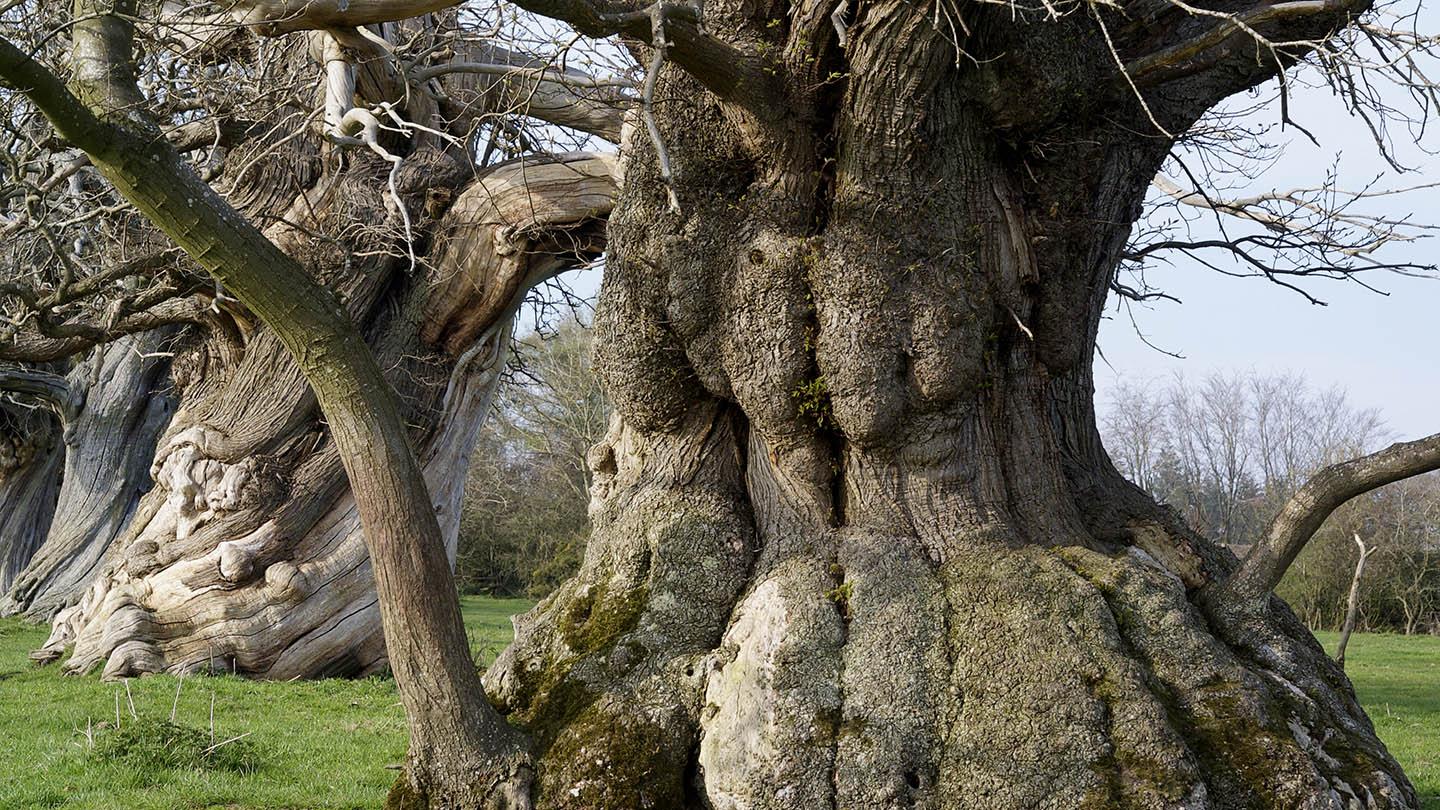 The Silent Witnesses of Time: Uncovering the Stories Behind Ancient Trees