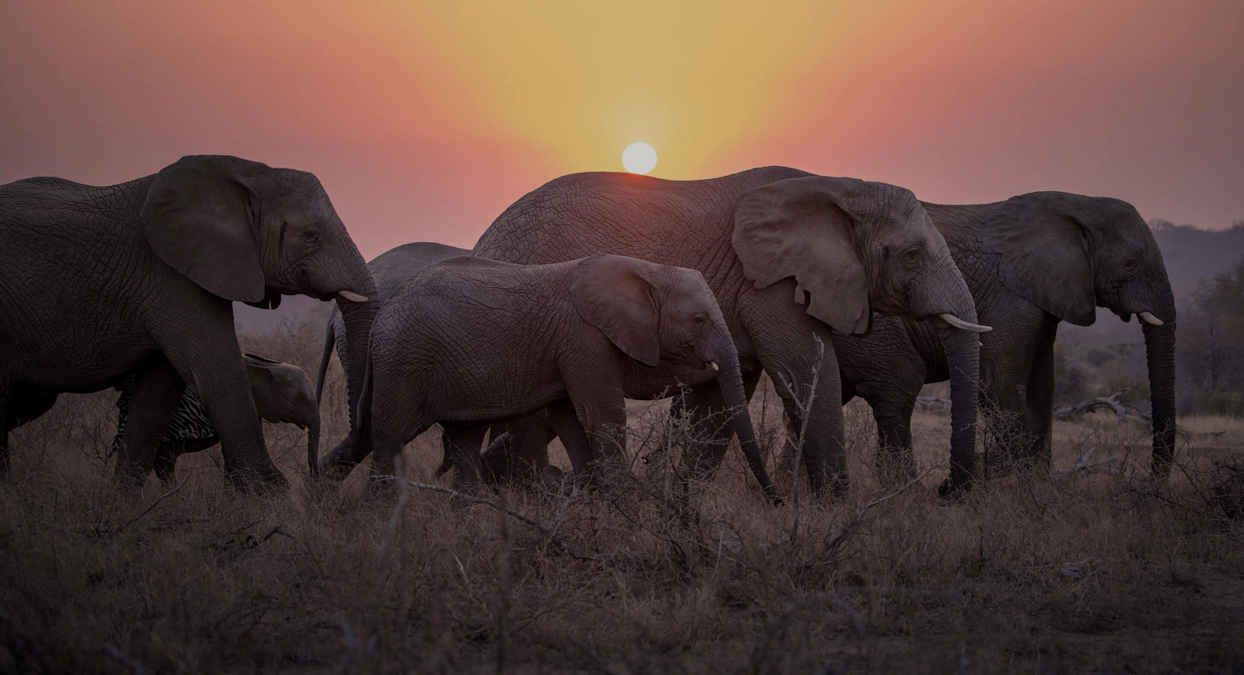 Understanding the Social Structures Within Elephant Herds