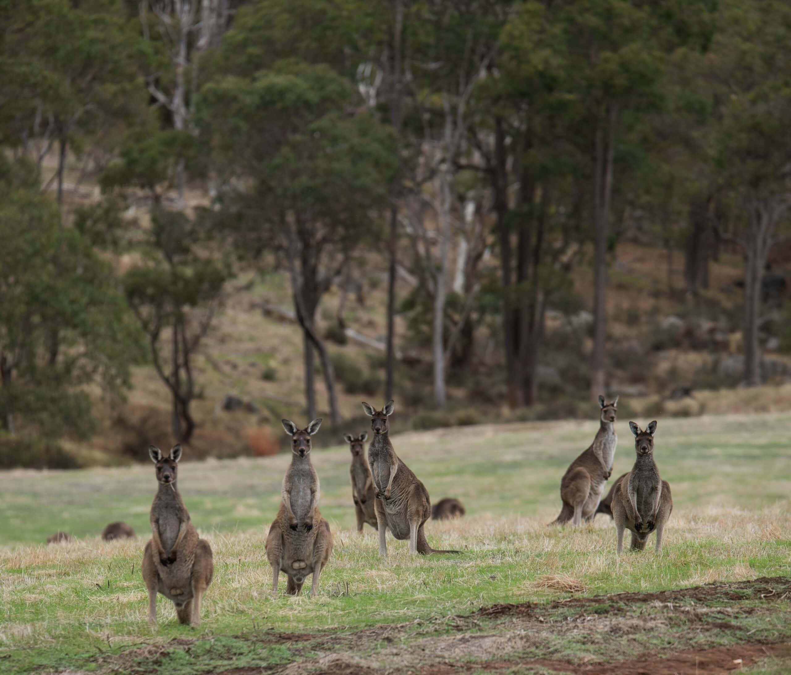 Exploring Australia’s Distinctive Wildlife: A Journey Through Unique Species