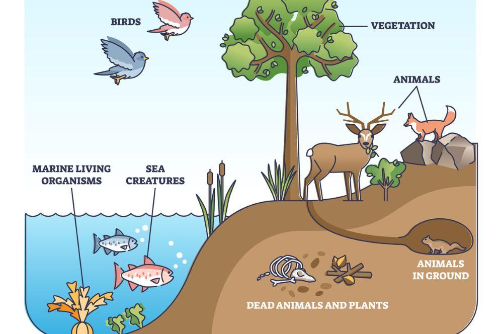 The Interconnection of Ecosystems and Cultural Traditions