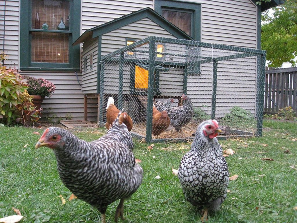 Discover the Joys and Tips for Raising Backyard Chickens Discover the Joys and Tips for Raising Backyard Chickens