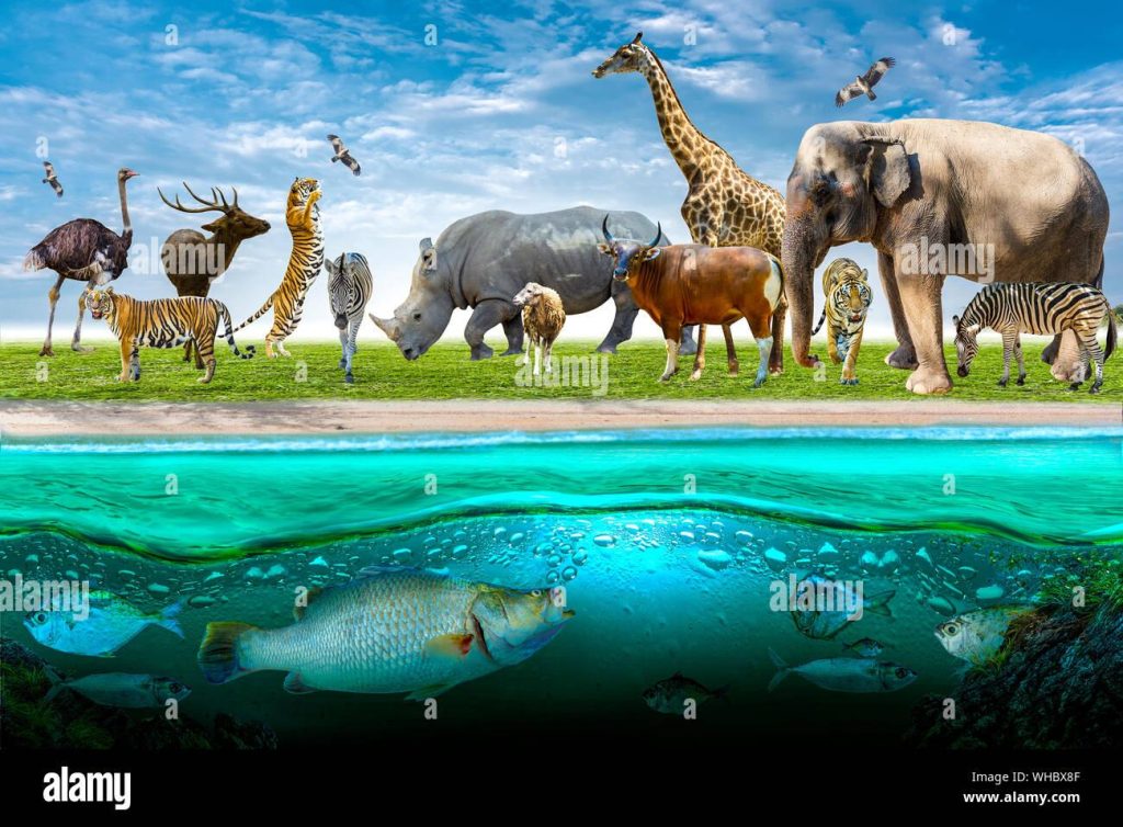 Understanding the Vital Role of Wildlife Conservation Efforts Understanding the Vital Role of Wildlife Conservation Efforts