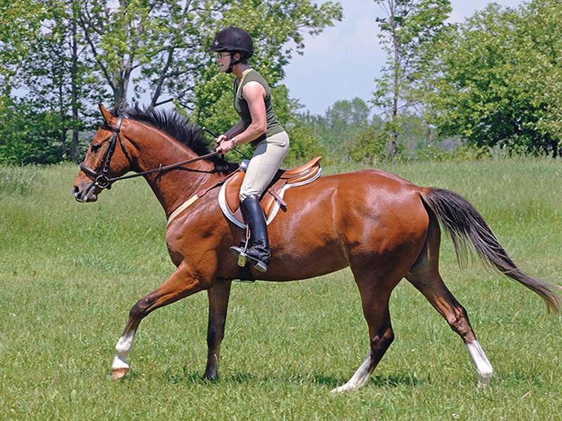 Understanding Your Horses Unique Learning Style