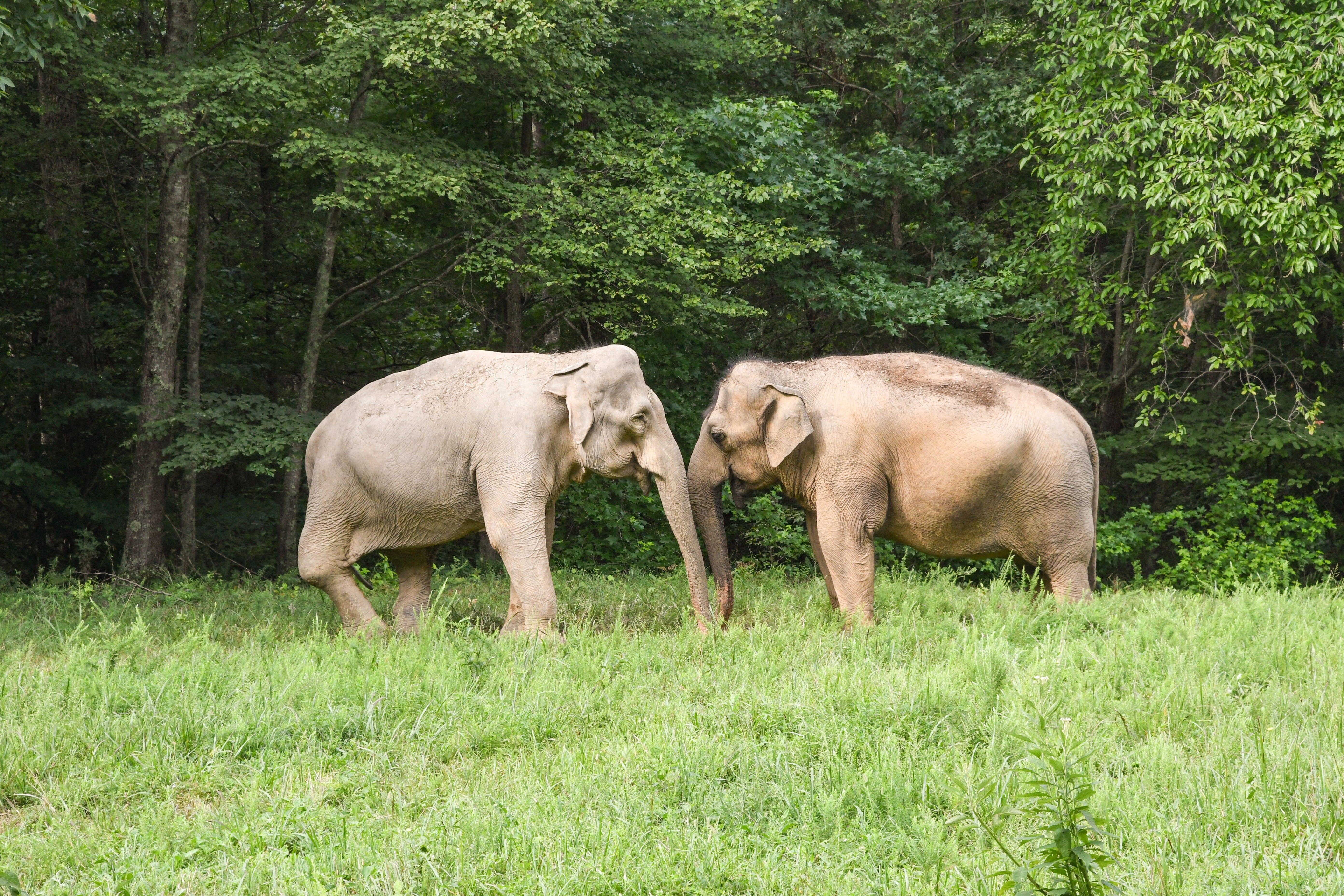 Understanding the Importance of Animal Sanctuaries in Modern Society