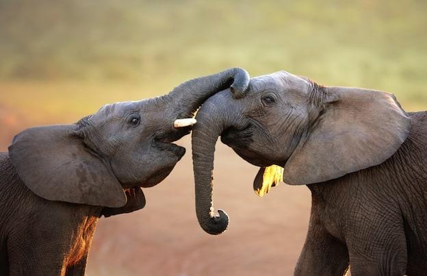 Understanding Elephant Communication and Emotional Bonds